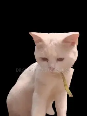 Purebred British Shorthair Male Cat - Healthy Companion