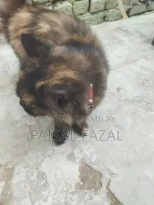 Photo - Adorable Social Cat with Friendly Personality