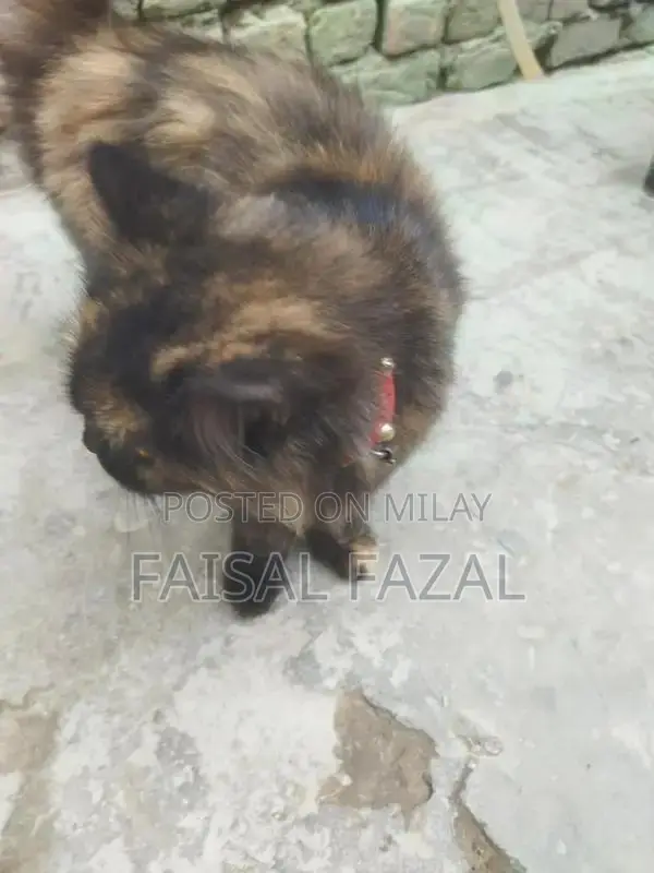 Adorable Social Cat with Friendly Personality