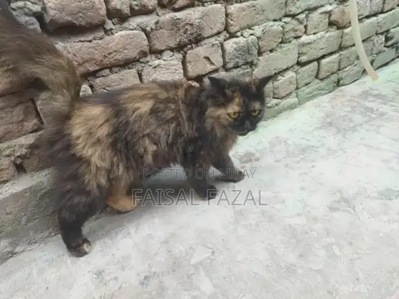 Adorable Social Cat with Friendly Personality