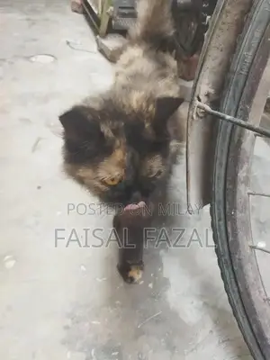 Adorable Social Cat with Friendly Personality