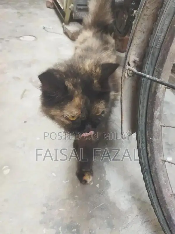 Adorable Social Cat with Friendly Personality