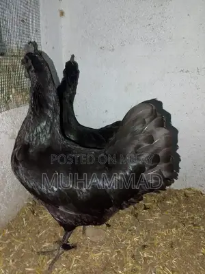 Ayam Cemani Purebred Female Chicken - 7 Months Old Laying Hen