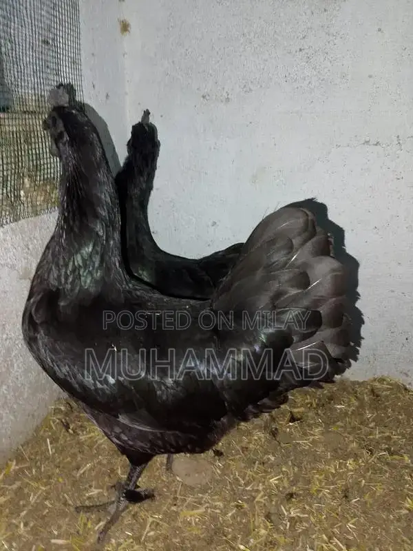 Ayam Cemani Purebred Female Chicken - 7 Months Old Laying Hen