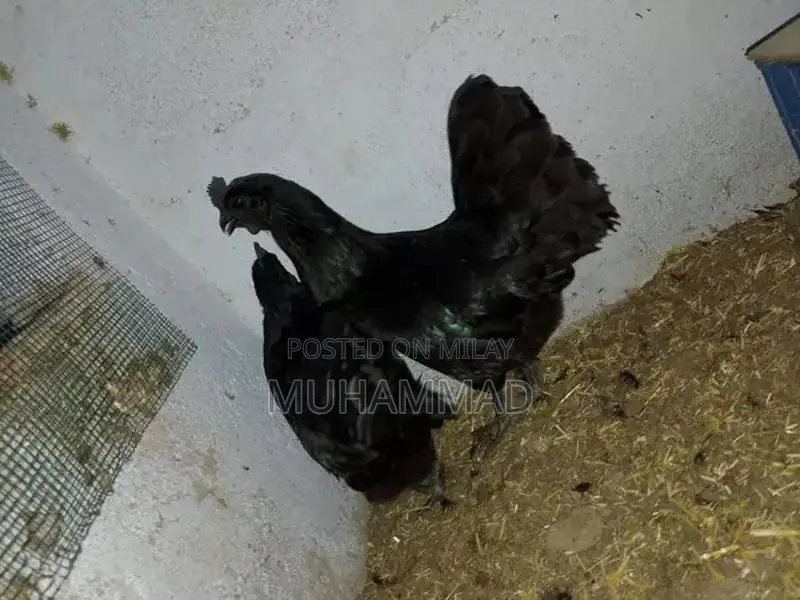 Ayam Cemani Purebred Female Chicken - 7 Months Old Laying Hen