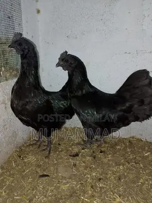 Ayam Cemani Purebred Female Chicken - 7 Months Old Laying Hen