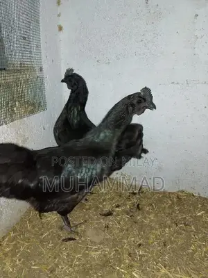 Ayam Cemani Purebred Female Chicken - 7 Months Old Laying Hen