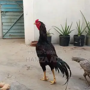 Premium Pure Bloodline Aseel Rooster for High-Quality Poultry Breeding