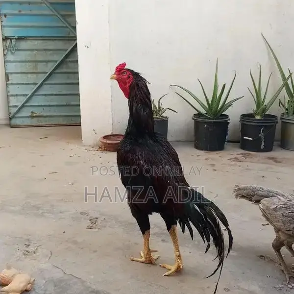 Premium Pure Bloodline Aseel Rooster for High-Quality Poultry Breeding