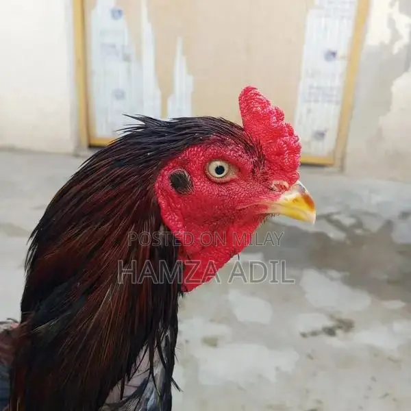 Premium Pure Bloodline Aseel Rooster for High-Quality Poultry Breeding