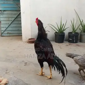 Premium Pure Bloodline Aseel Rooster for High-Quality Poultry Breeding