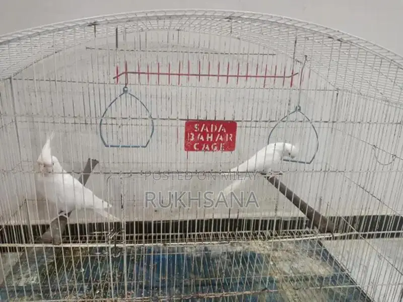 Red Eye Cocktail Glasses with Decorative Cage Design