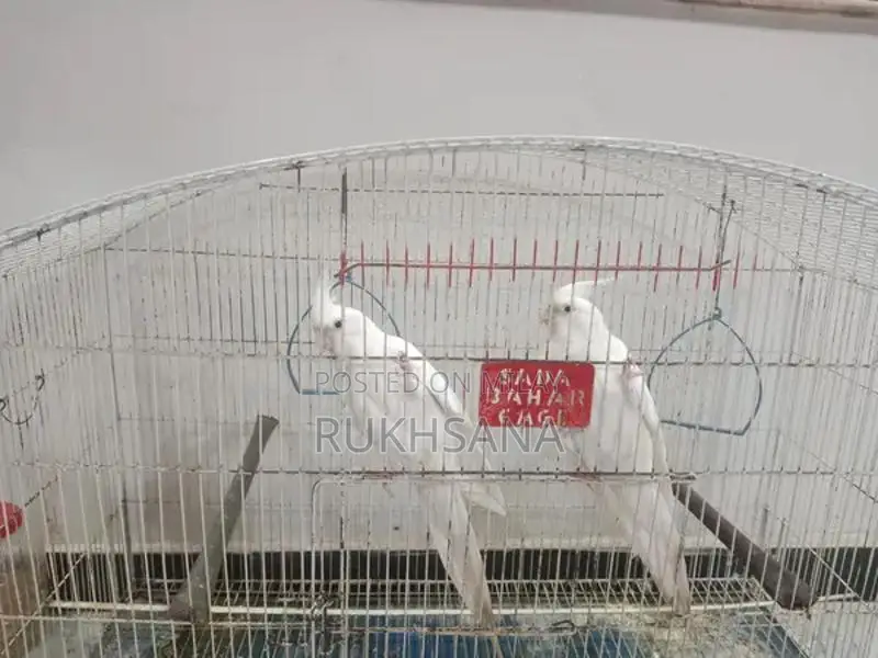 Red Eye Cocktail Glasses with Decorative Cage Design