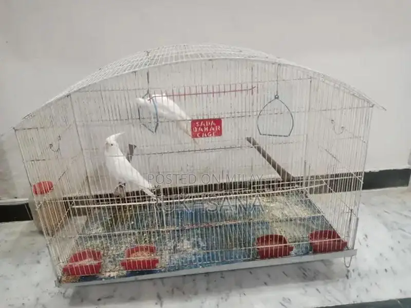 Red Eye Cocktail Glasses with Decorative Cage Design