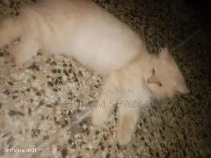 Photo - Social Companion Cat for Loving Home