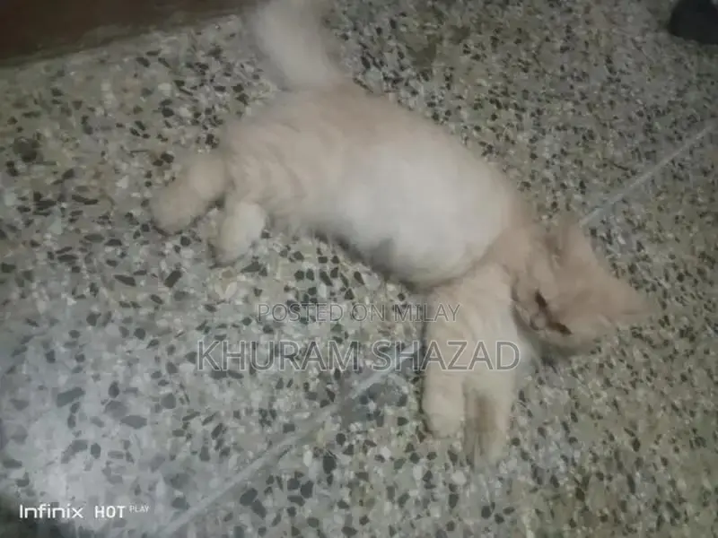 Social Companion Cat for Loving Home