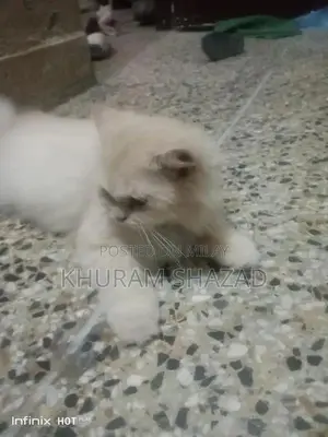 Social Companion Cat for Loving Home