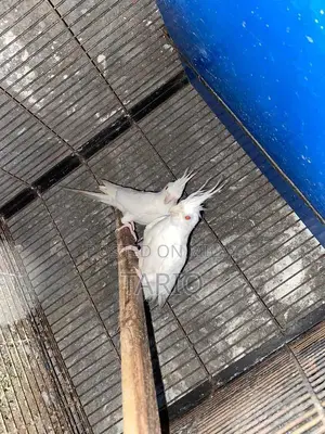 Photo - Cocktail Breeder Pair - Healthy Adult Breeding Pair