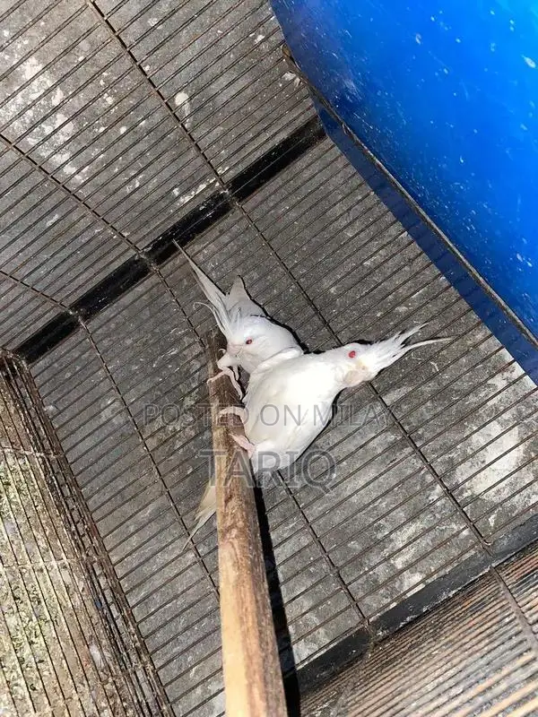 Cocktail Breeder Pair - Healthy Adult Breeding Pair