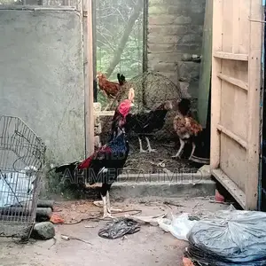 Premium Whole Aseel Dates - High-Quality Large Fruit Pack