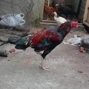 Premium Whole Aseel Dates - High-Quality Large Fruit Pack