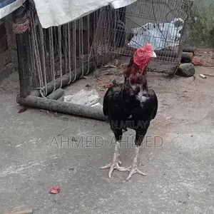 Premium Whole Aseel Dates - High-Quality Large Fruit Pack