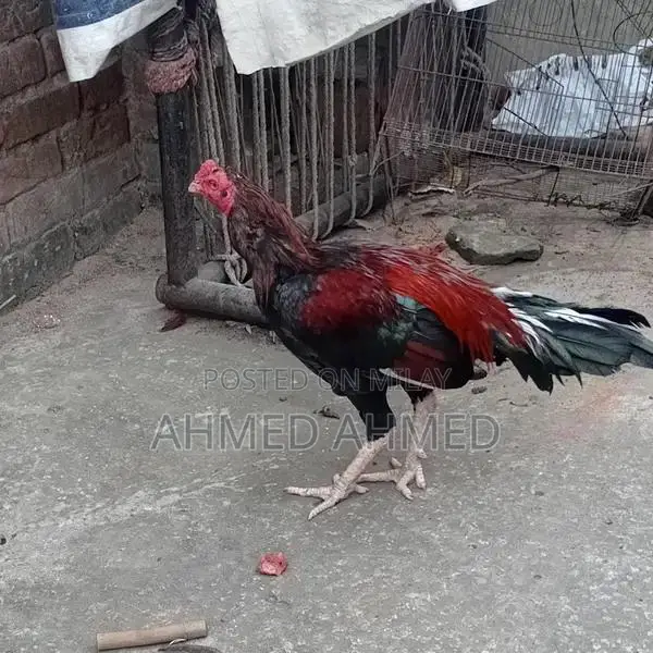 Premium Whole Aseel Dates - High-Quality Large Fruit Pack