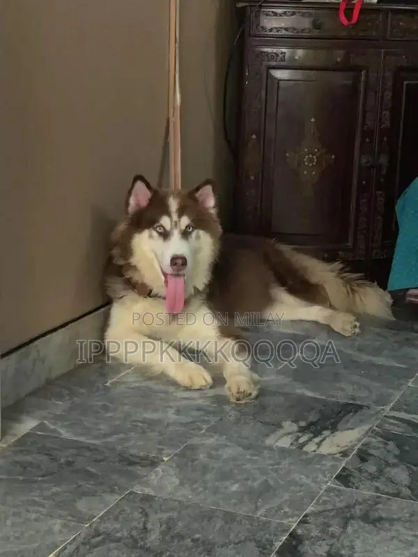 Adorable Female Alaskan Malamute and Husky Mix Puppy