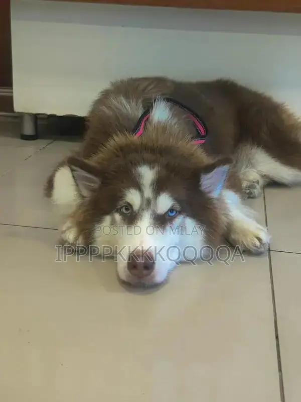 Adorable Female Alaskan Malamute and Husky Mix Puppy