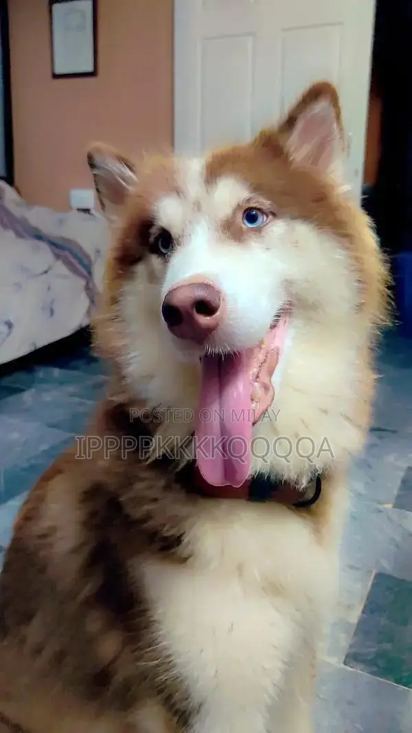Adorable Female Alaskan Malamute and Husky Mix Puppy