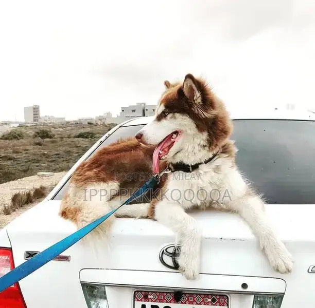 Adorable Female Alaskan Malamute and Husky Mix Puppy