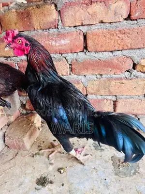 Fresh Free-Range Desi Chicken - Premium Quality Farm-Raised Poultry