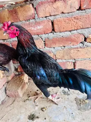 Fresh Free-Range Desi Chicken - Premium Quality Farm-Raised Poultry