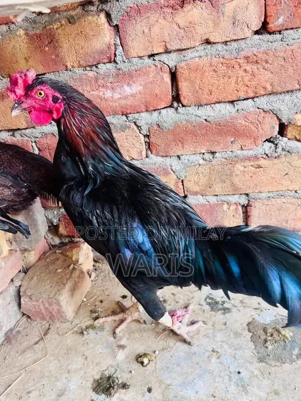 Fresh Free-Range Desi Chicken - Premium Quality Farm-Raised Poultry