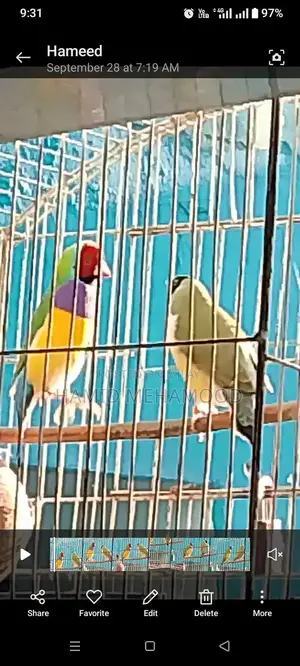 Gouldian Finch Breeding Pair - Mating Video Documentation