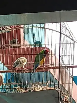 Gouldian Finch Breeding Pair - Mating Video Documentation