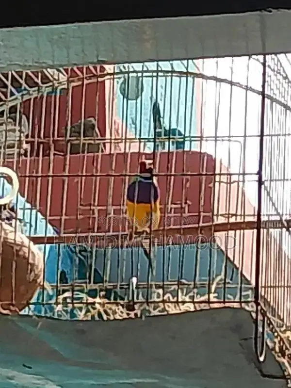Gouldian Finch Breeding Pair - Mating Video Documentation