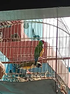 Gouldian Finch Breeding Pair - Mating Video Documentation