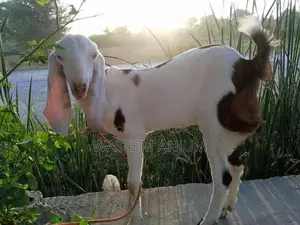 Premium Rajanpuri Female Goat - High-Quality Breeding Stock