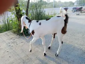 Premium Rajanpuri Female Goat - High-Quality Breeding Stock