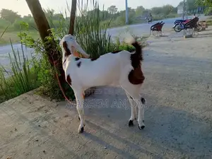 Premium Rajanpuri Female Goat - High-Quality Breeding Stock