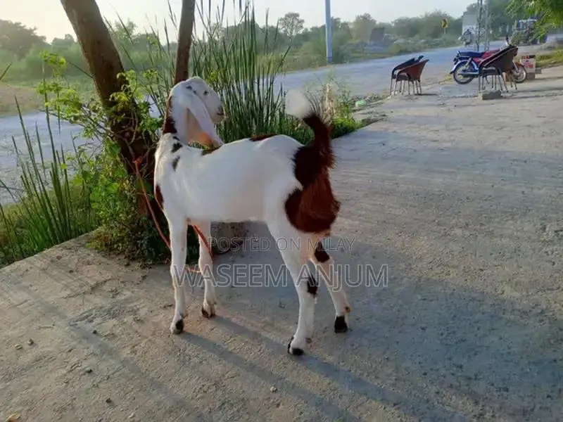 Premium Rajanpuri Female Goat - High-Quality Breeding Stock