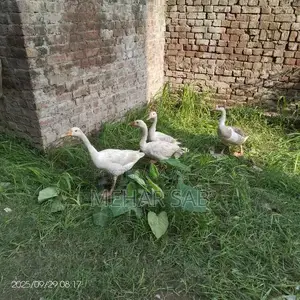 Mixed Breed Duck Flock - 9 Active Ducks Ready to Lay