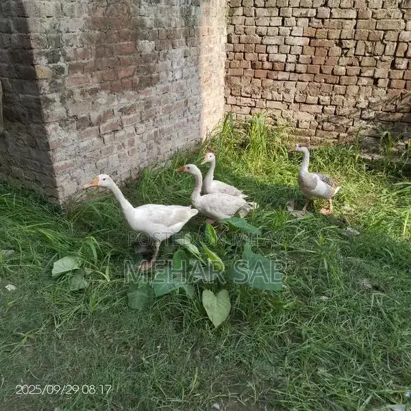 Mixed Breed Duck Flock - 9 Active Ducks Ready to Lay