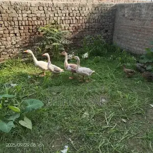 Mixed Breed Duck Flock - 9 Active Ducks Ready to Lay