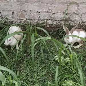 Mixed Breed Duck Flock - 9 Active Ducks Ready to Lay