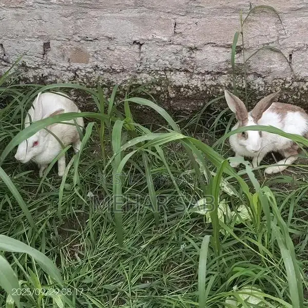 Mixed Breed Duck Flock - 9 Active Ducks Ready to Lay
