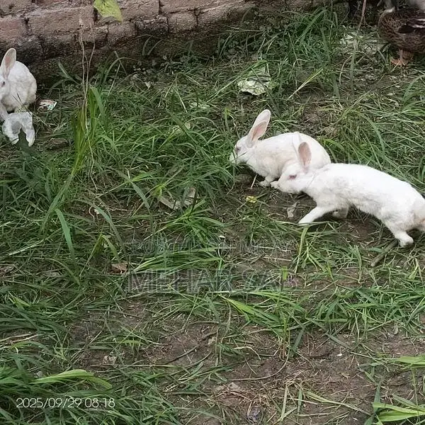 Mixed Breed Duck Flock - 9 Active Ducks Ready to Lay