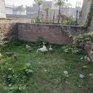 Mixed Breed Duck Flock - 9 Active Ducks Ready to Lay