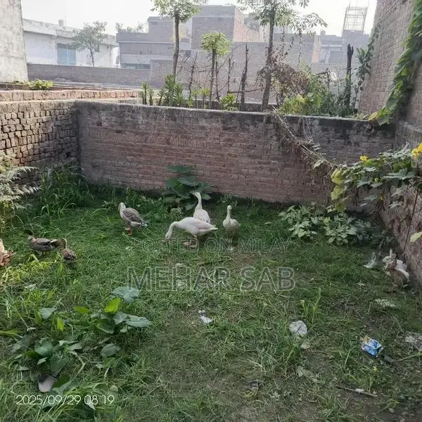 Mixed Breed Duck Flock - 9 Active Ducks Ready to Lay